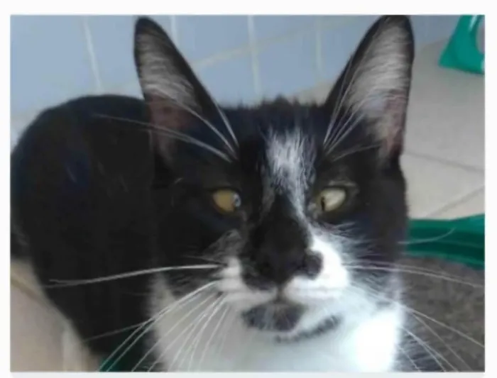 Gato ra a srd frajolinha idade 1 ano nome AYKA
