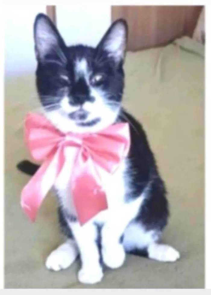 Gato ra a srd frajolinha idade 1 ano nome AYKA