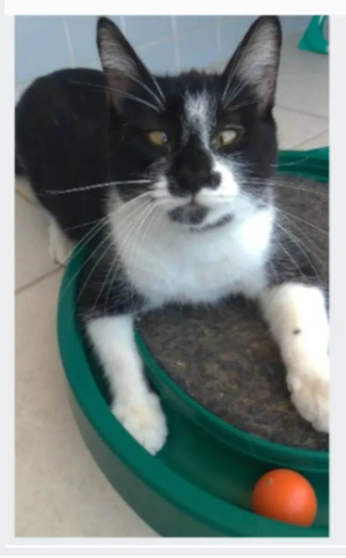 Gato ra a srd frajolinha idade 1 ano nome AYKA