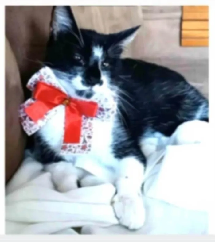 Gato ra a srd frajolinha idade 1 ano nome AYKA