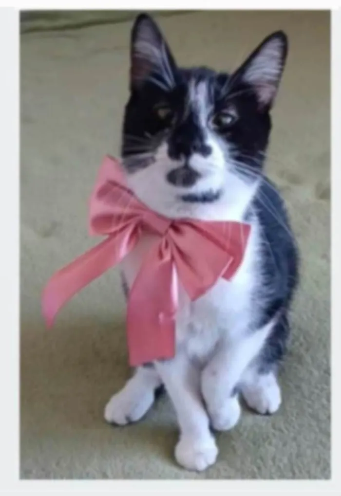 Gato ra a srd frajolinha idade 1 ano nome AYKA