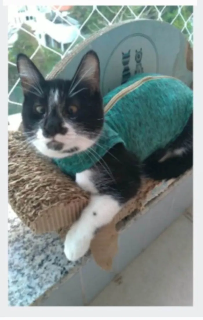 Gato ra a srd frajolinha idade 1 ano nome AYKA