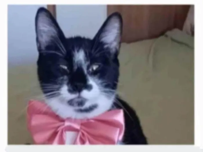 Gato ra a srd frajolinha idade 1 ano nome AYKA