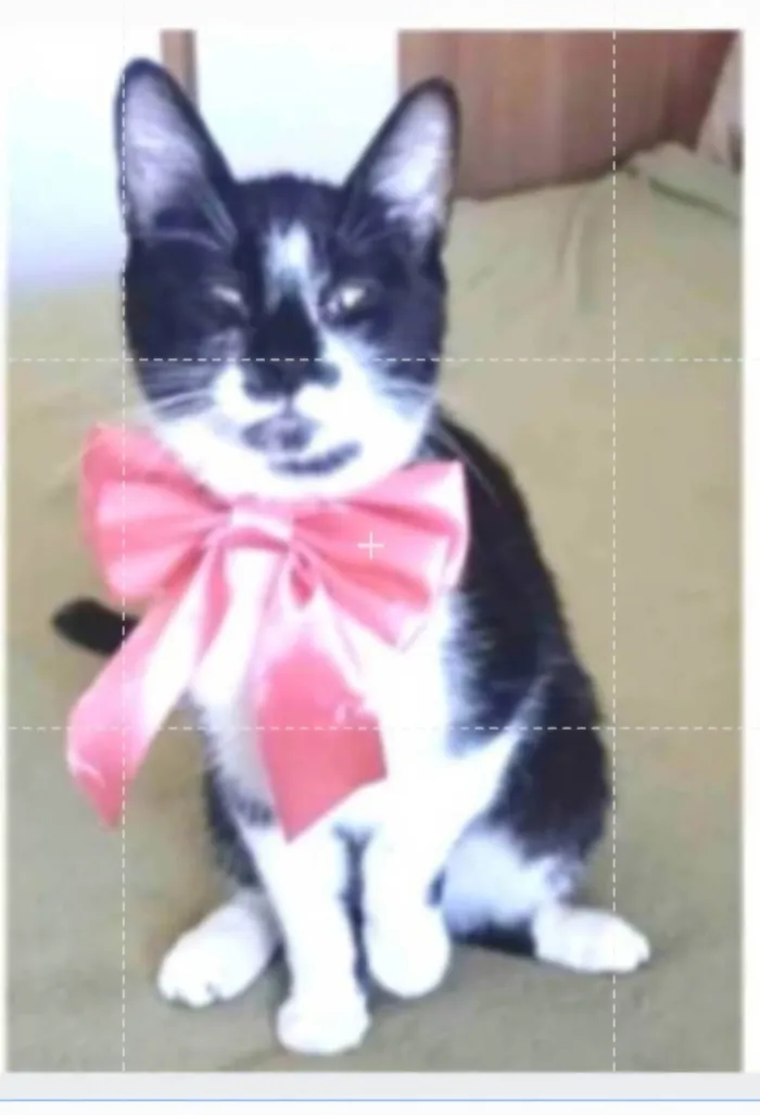 Gato ra a srd frajolinha idade 1 ano nome AYKA