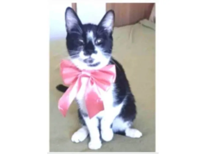 Gato ra a srd frajolinha idade 1 ano nome AYKA