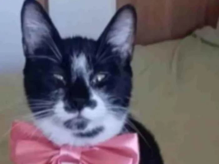 Gato ra a srd frajolinha idade 1 ano nome AYKA
