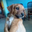 Estrela