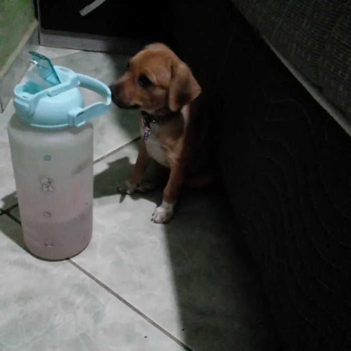 Cachorro ra a SRD-ViraLata idade 2 a 6 meses nome Estrela