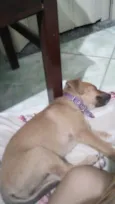 Estrela