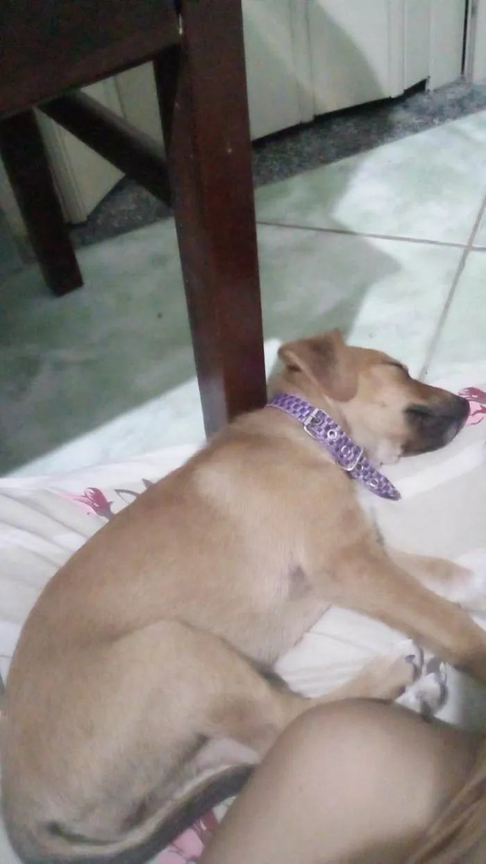 Cachorro ra a SRD-ViraLata idade 2 a 6 meses nome Estrela