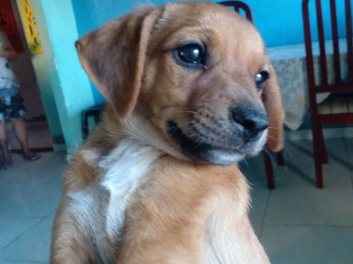 Cachorro ra a SRD-ViraLata idade 2 a 6 meses nome Estrela
