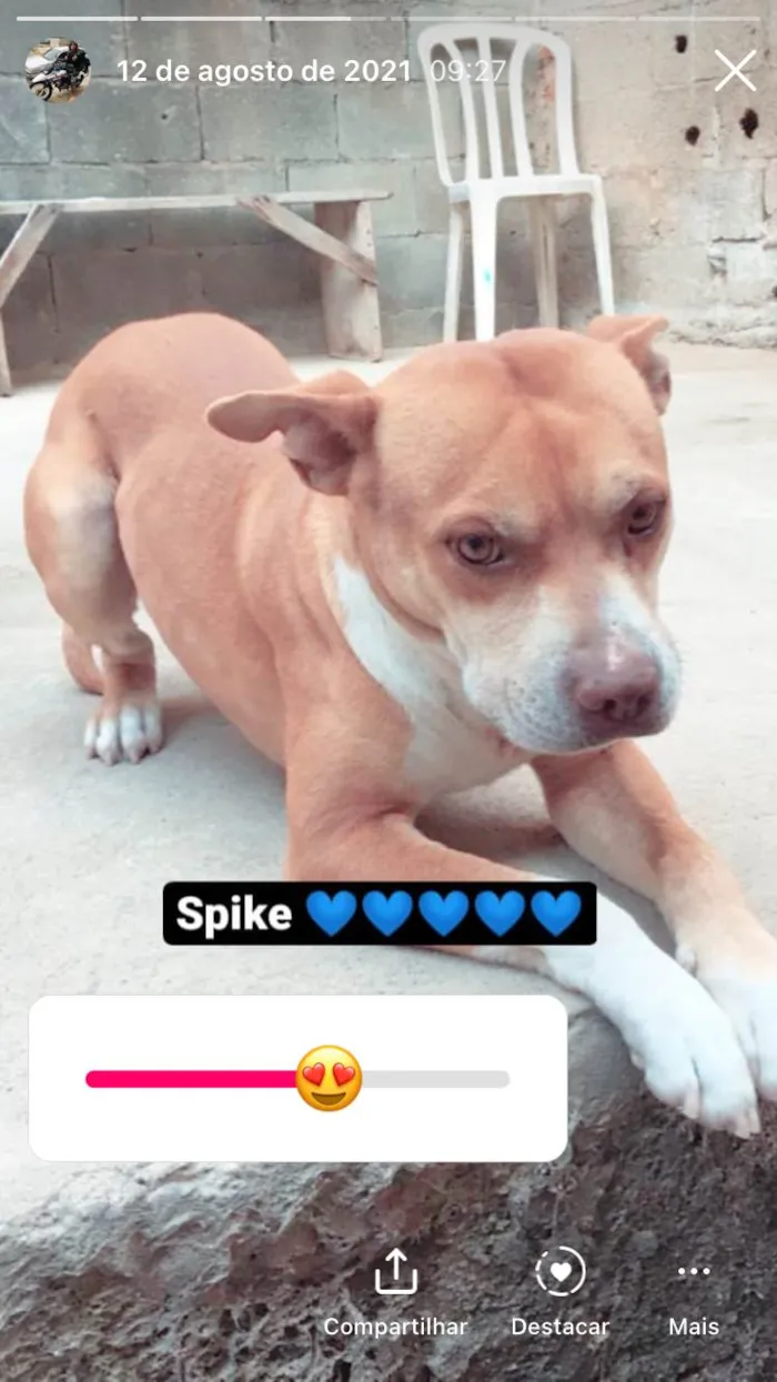Cachorro ra a Mestiço pitbull  idade 5 anos nome Spike 