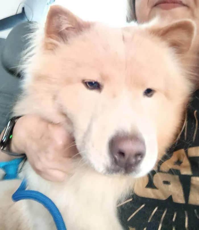 Cachorro ra a Chow Chow idade 2 anos nome Apollo