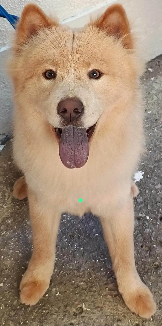 Cachorro ra a Chow Chow idade 2 anos nome Apollo