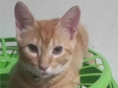 Gato raça Vira lata  idade 2 a 6 meses nome Amarelinho 