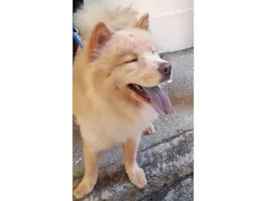 Cachorro raça Chow Chow idade 2 anos nome Apollo