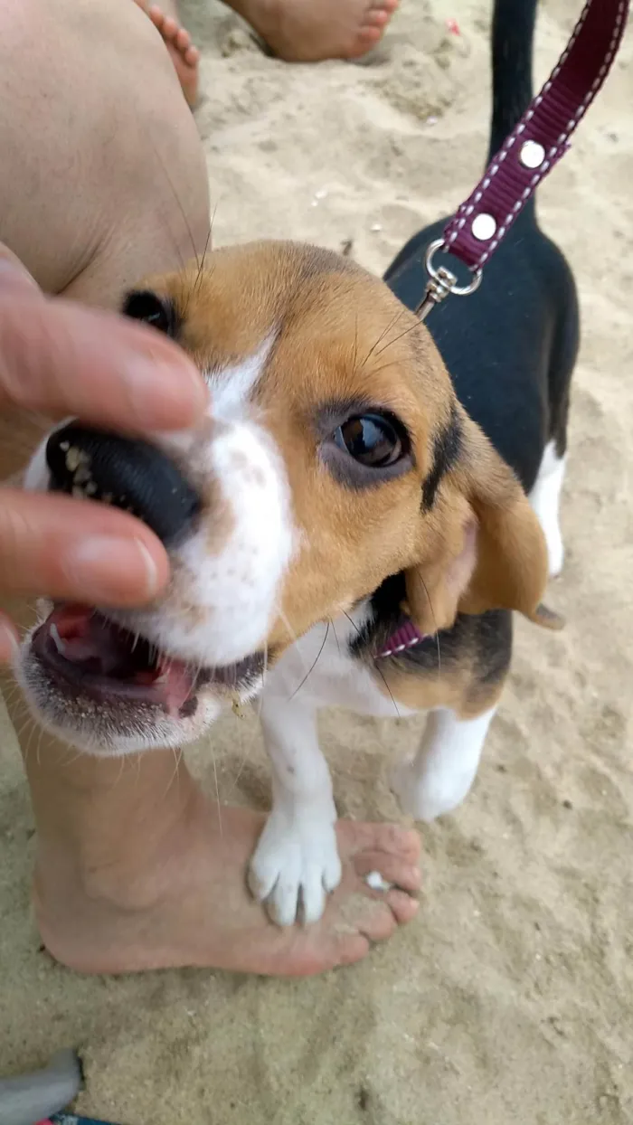 Cachorro ra a Beagle  idade 4 anos nome Pipoca 