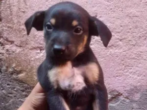 Cachorro raça SRD-ViraLata idade Abaixo de 2 meses nome Eles não tem nome 