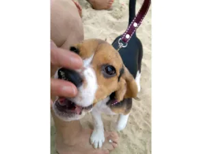 Cachorro raça Beagle  idade 4 anos nome Pipoca 