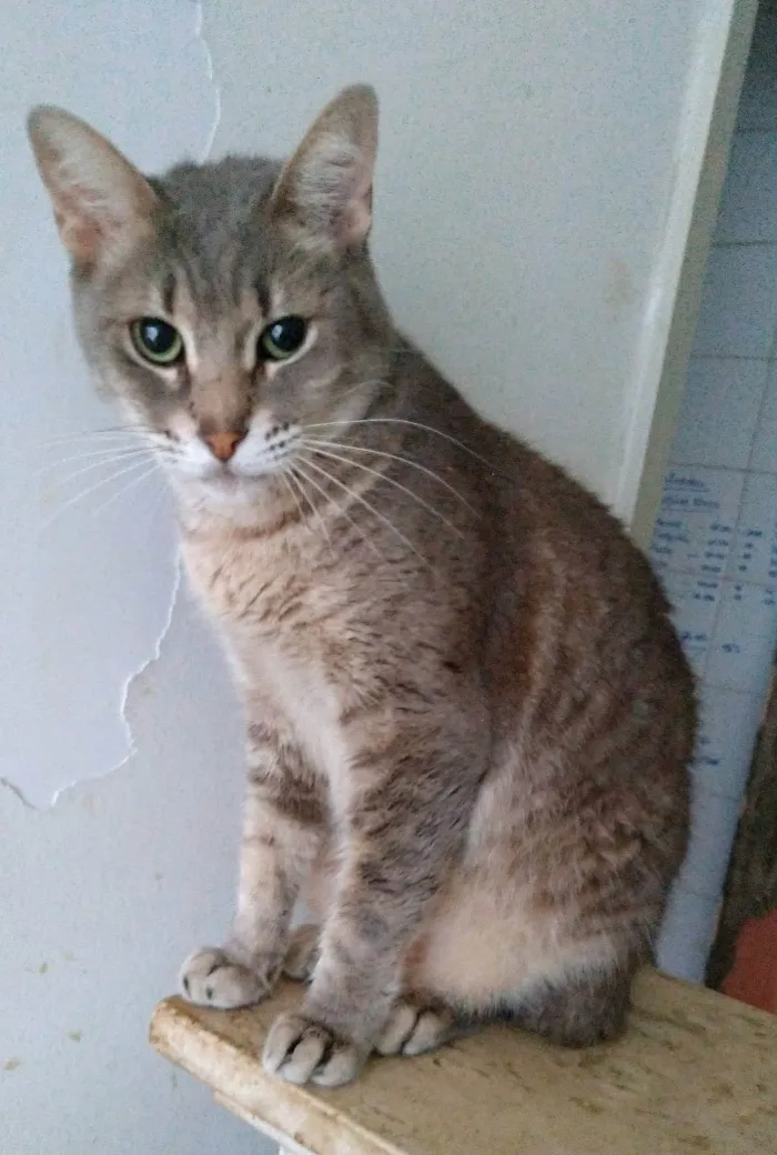 Gato ra a srd tigradinho idade 2 anos nome BÓRIS