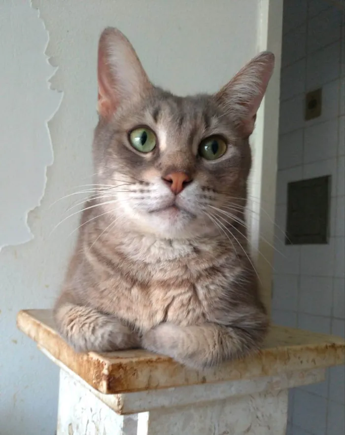 Gato ra a srd tigradinho idade 2 anos nome BÓRIS