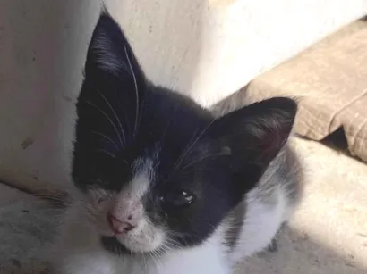 Gato raça SRD-ViraLata idade  nome Sem nomes