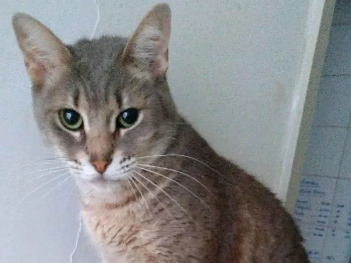 Gato ra a srd tigradinho idade 2 anos nome BÓRIS