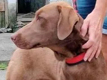 Cachorro ra a Weimaraner idade 2 anos nome Lola