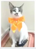 PIPA