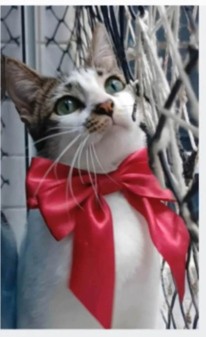 Gato ra a srd idade 7 a 11 meses nome PIPA