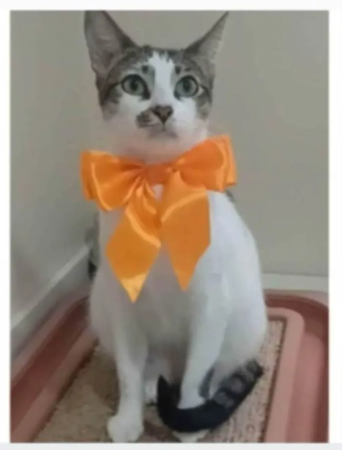 Gato ra a srd idade 7 a 11 meses nome PIPA