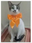 PIPA
