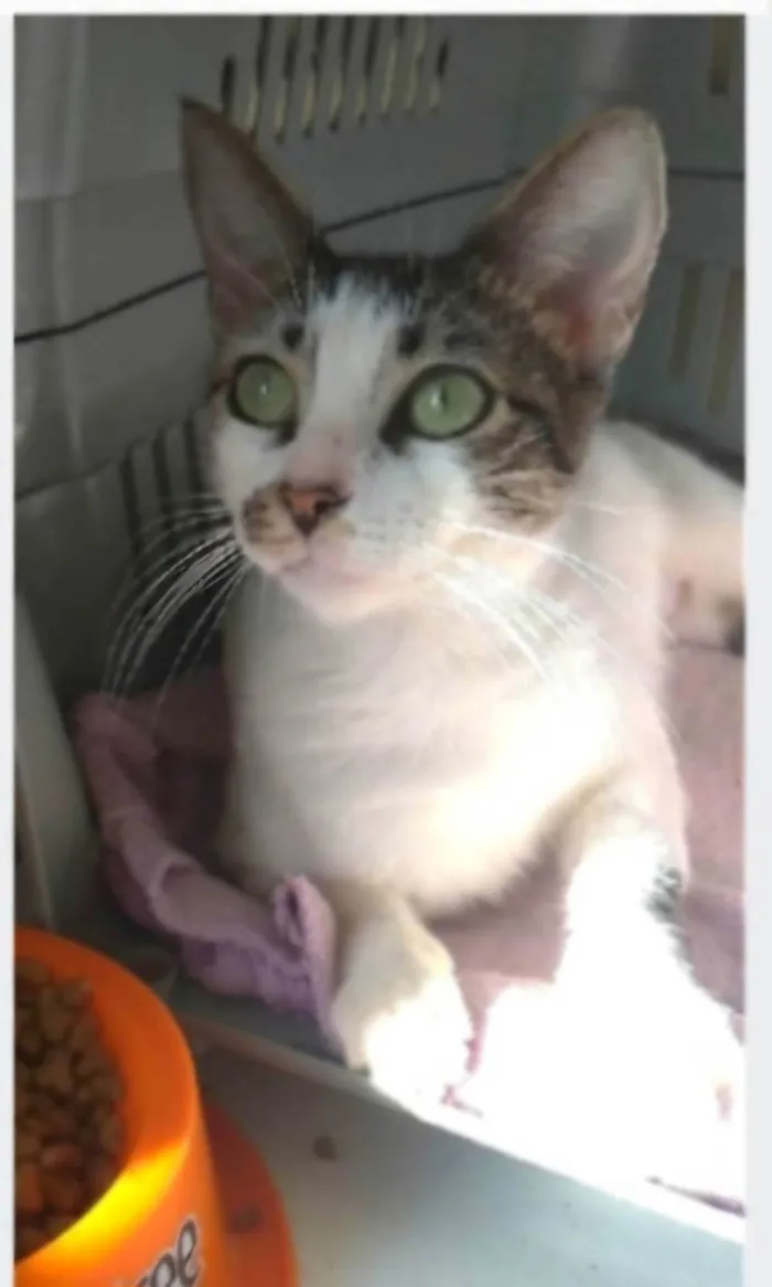 Gato ra a srd idade 7 a 11 meses nome PIPA