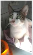 PIPA
