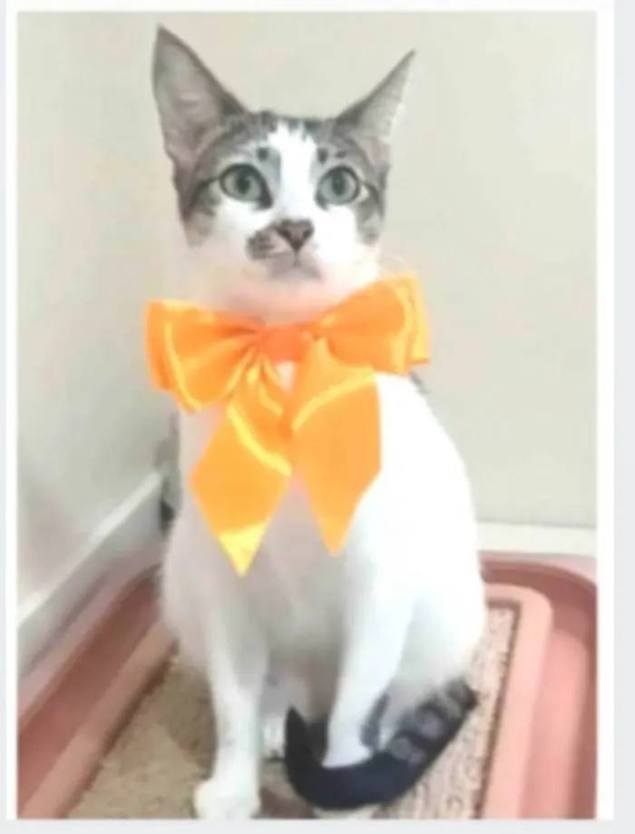 Gato ra a srd idade 7 a 11 meses nome PIPA