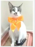 PIPA
