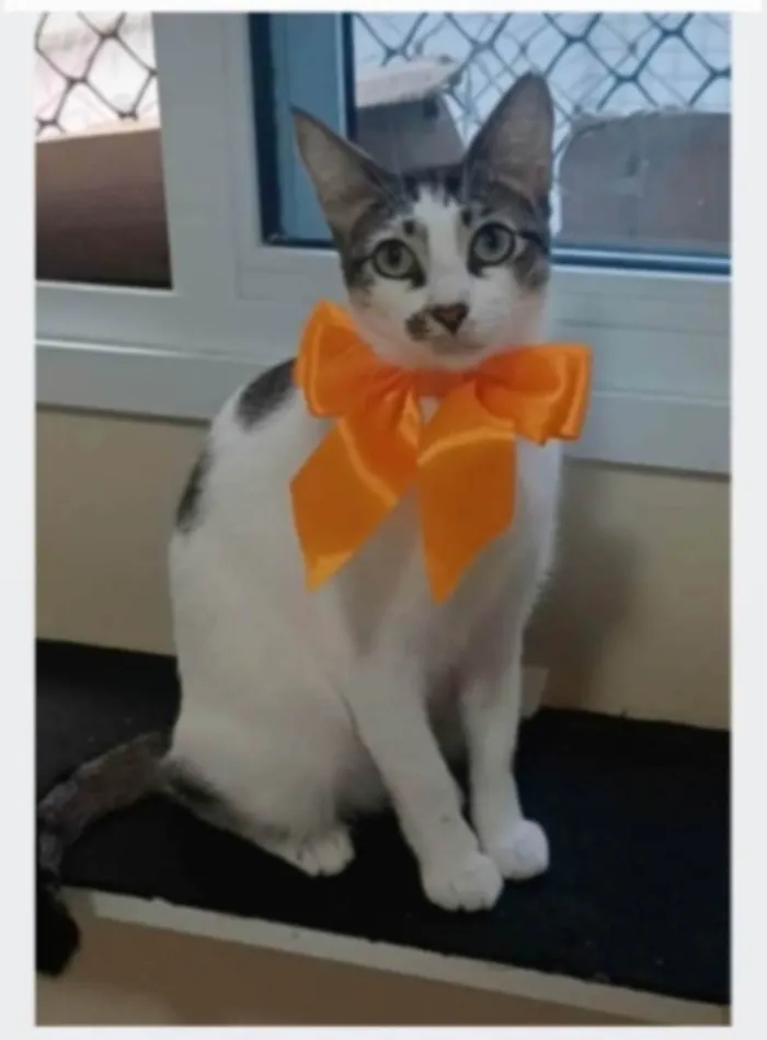 Gato ra a srd idade 7 a 11 meses nome PIPA