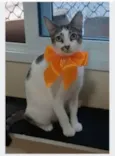 PIPA