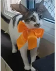 PIPA