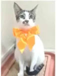 PIPA