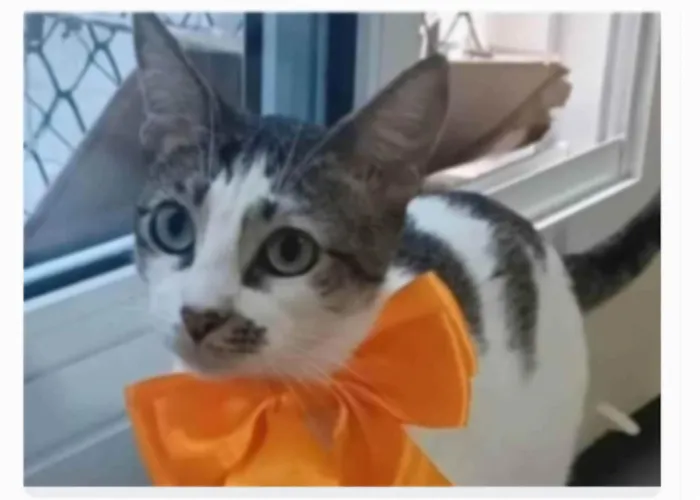 Gato ra a srd idade 7 a 11 meses nome PIPA