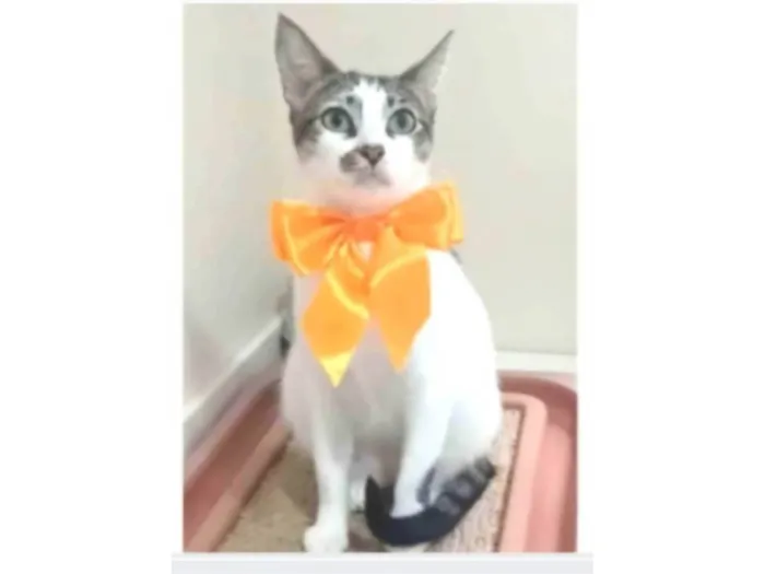 Gato ra a srd idade 7 a 11 meses nome PIPA