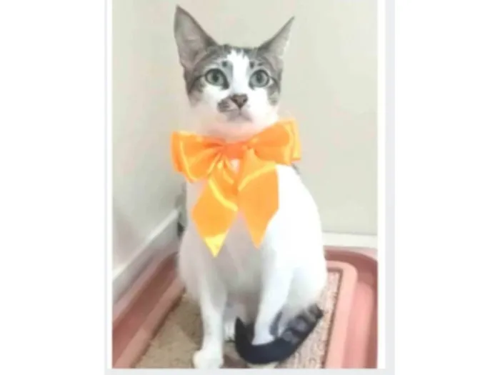 Gato ra a srd idade 7 a 11 meses nome PIPA