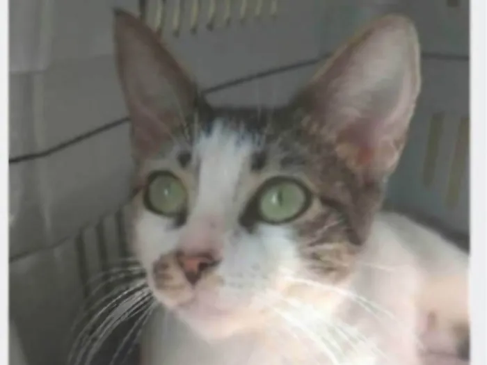Gato ra a srd idade 7 a 11 meses nome PIPA