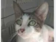 PIPA