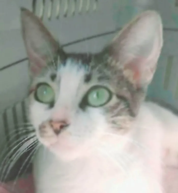 Gato ra a srd idade 7 a 11 meses nome PIPA