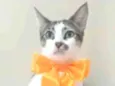 PIPA