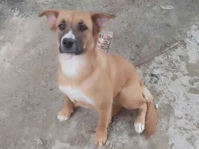 Cachorro raça  idade 1 ano nome Pandora