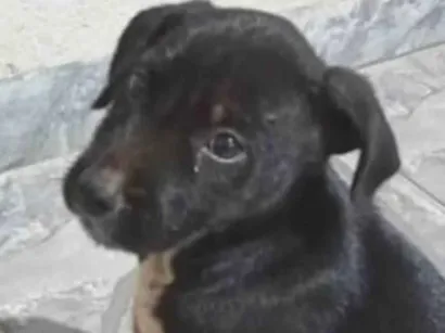 Cachorro raça SRD-ViraLata idade 2 a 6 meses nome Nico 