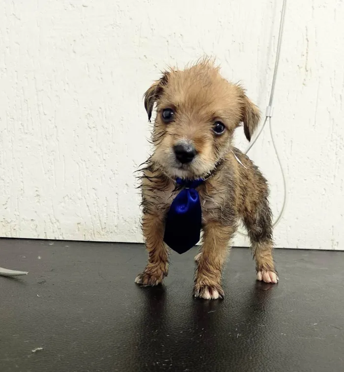 Cachorro ra a SRD-ViraLata idade Abaixo de 2 meses nome Filhotes Val 